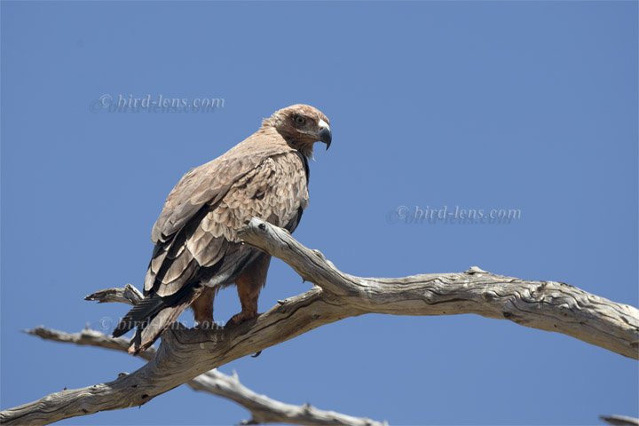 Raub (Savannen)-adler